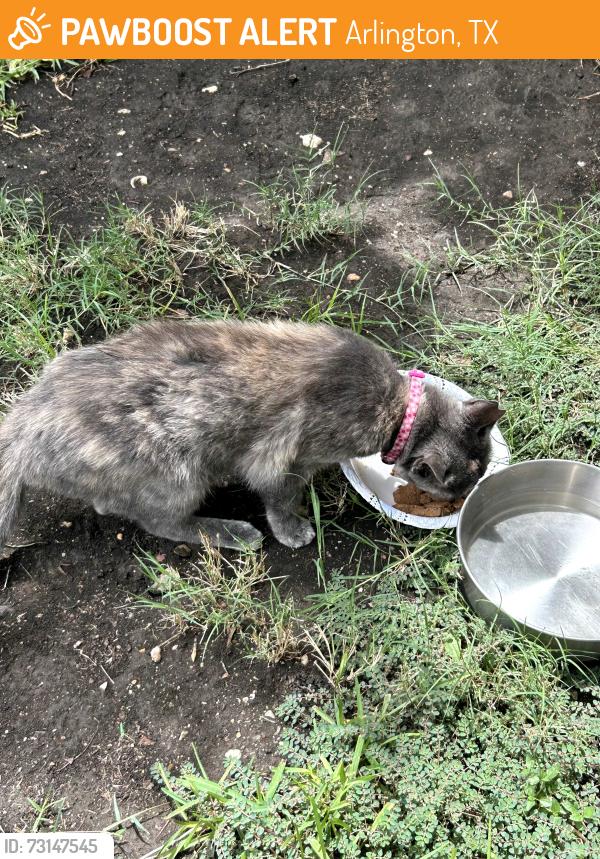 Found/Stray Unknown Cat last seen Daniel and Browning, Arlington, TX 76010