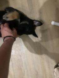 Lost Female Dog last seen Duarte metro station, Arcadia, CA 91007
