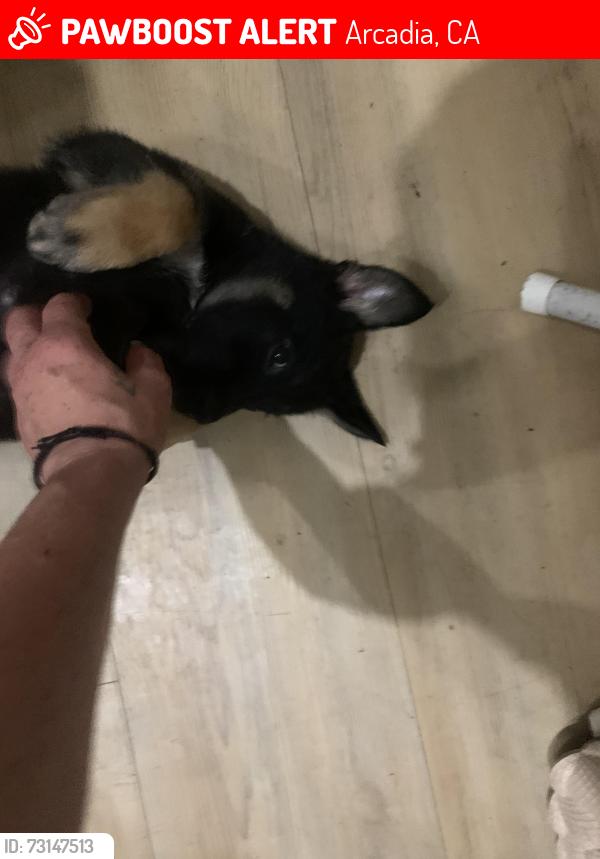 Lost Female Dog last seen Duarte metro station, Arcadia, CA 91007
