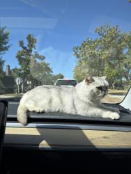 Found/Stray Male Cat last seen willow road x durham road, Menlo Park, CA 94025