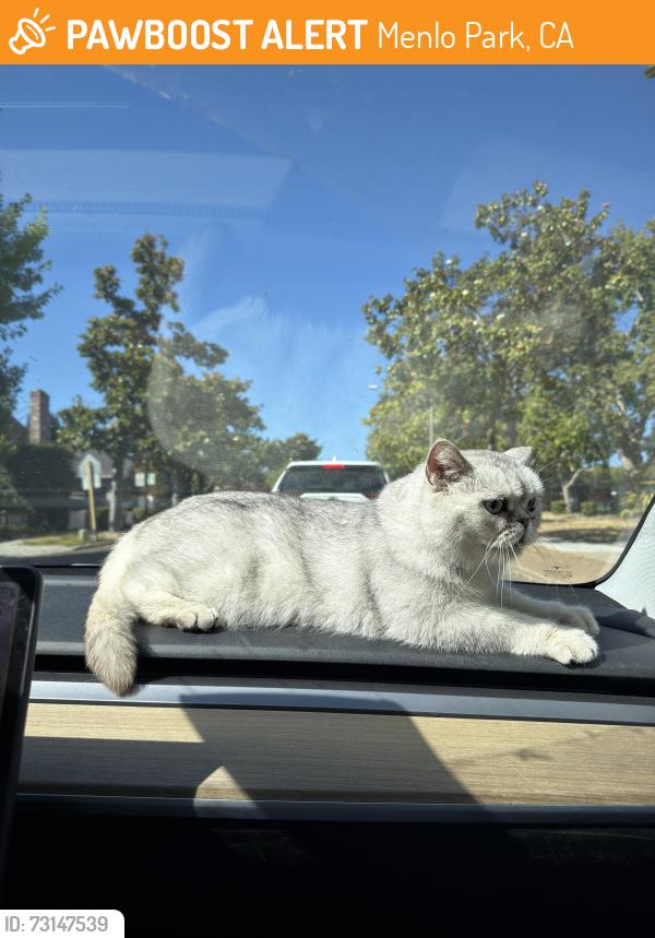 Found/Stray Male Cat last seen willow road x durham road, Menlo Park, CA 94025