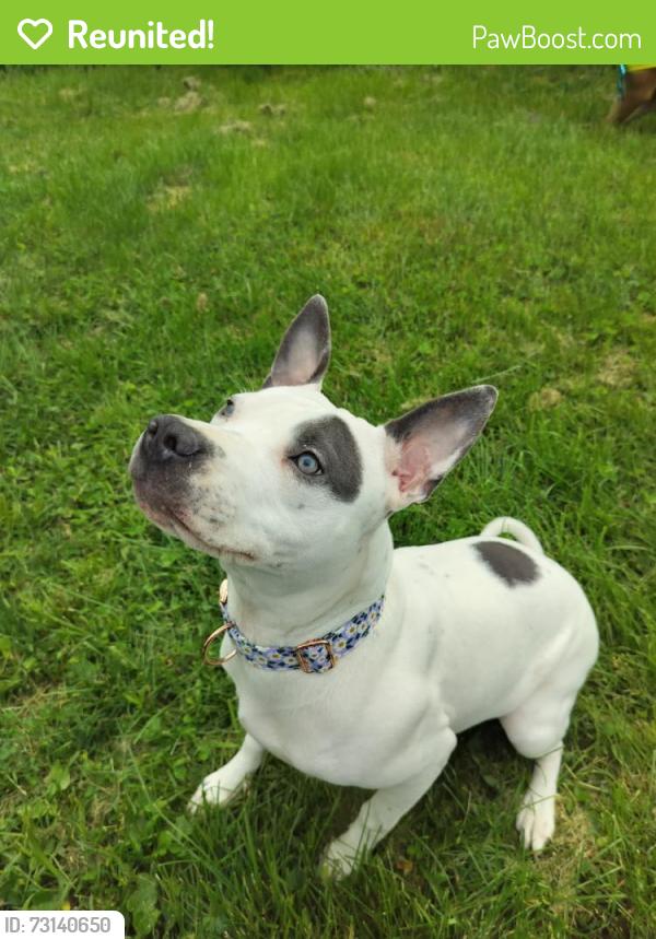 Reunited Female Dog last seen Toner St and 6th st, Lexington, KY 40507