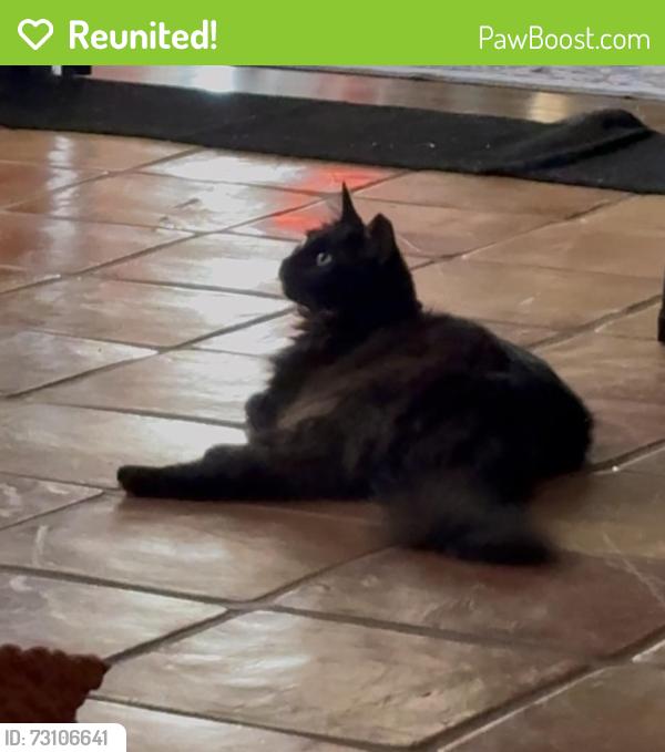 Reunited Female Cat last seen Vollum, San Antonio, TX 78201
