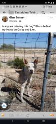 Found/Stray Unknown Dog last seen Carey and Linn, Sunrise Manor, NV 89156