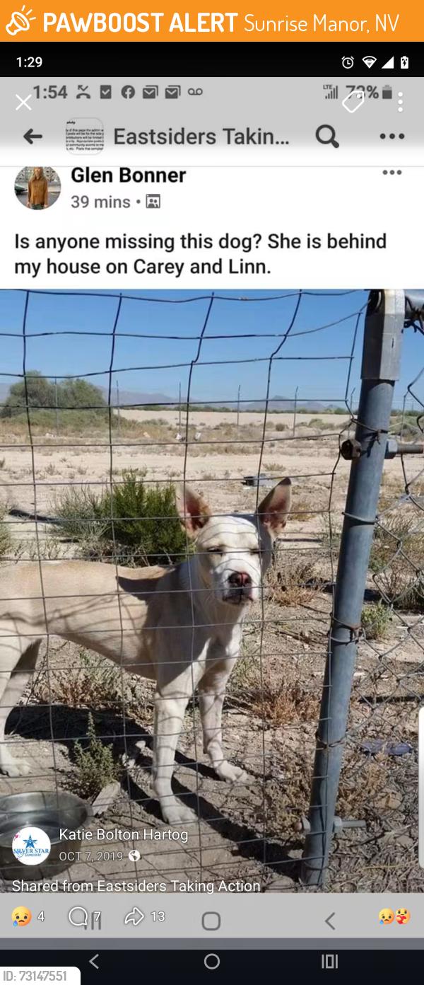 Found/Stray Unknown Dog last seen Carey and Linn, Sunrise Manor, NV 89156