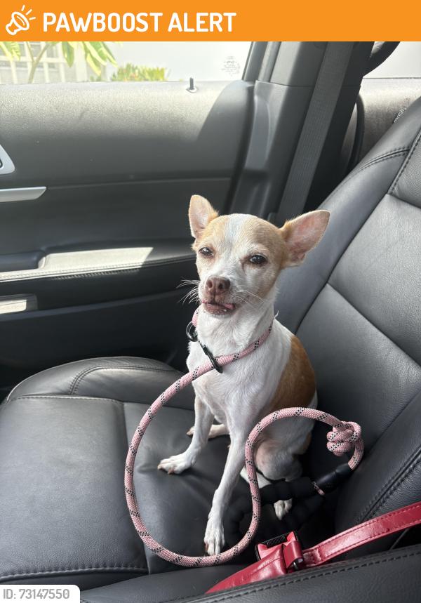 Found/Stray Female Dog last seen 9th Ave N and Federal Hwy, Lake Worth Beach, FL 33460