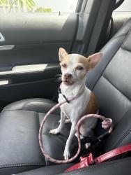 Found/Stray Female Dog last seen 9th Ave N and Federal Hwy, Lake Worth Beach, FL 33460