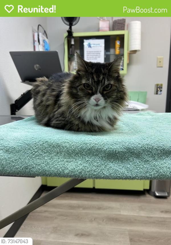 Reunited Female Cat last seen SE Insley & McLoughlin, Portland, OR 97202