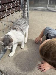 Lost Female Cat last seen Near Connarn Rd, Bend, OR 97703, Bend, OR 97703