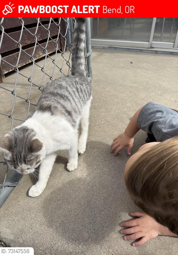 Lost Female Cat last seen Near Connarn Rd, Bend, OR 97703, Bend, OR 97703