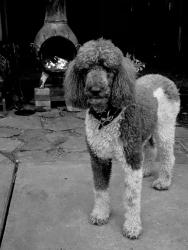 Reunited Male Dog last seen Gabriel Park, Portland, OR 97219
