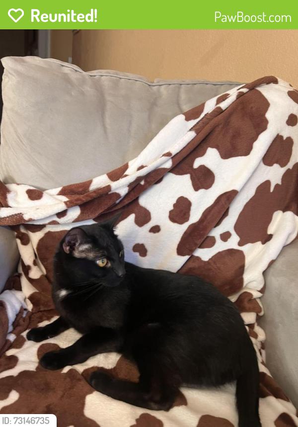 Reunited Male Cat last seen Westbrook Park, Citrus Heights, CA 95621