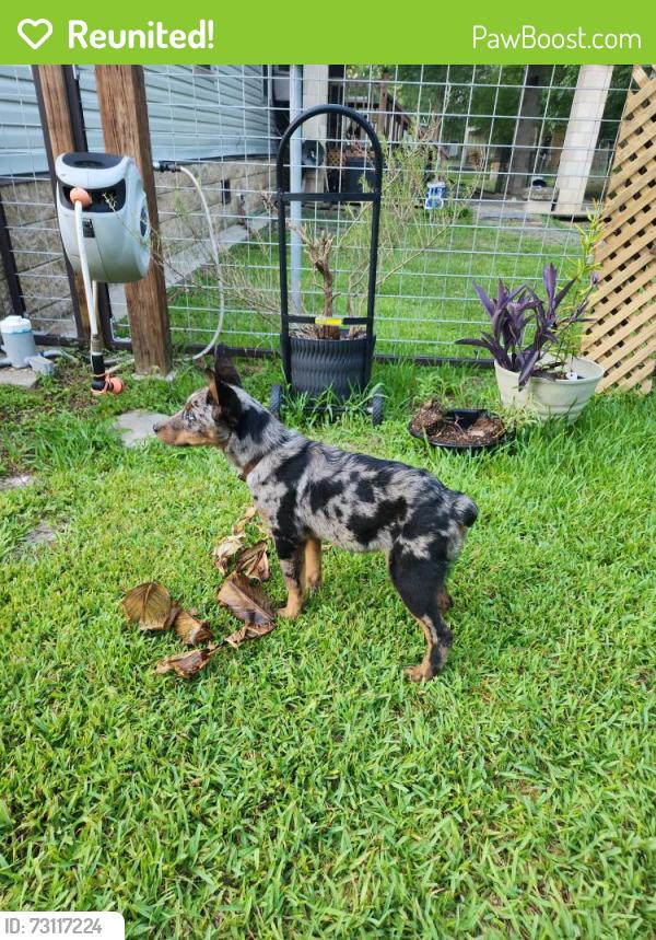 Reunited Male Dog last seen cr 4701, Dayton, TX 77535