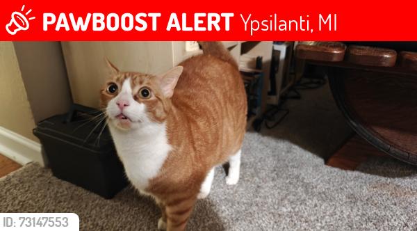 Lost Male Cat last seen Last seen on my 2nd floor balcony at the apmt, Ypsilanti, MI 48197
