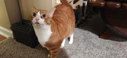 Lost Male Cat last seen Last seen on my 2nd floor balcony at the apmt, Ypsilanti, MI 48197