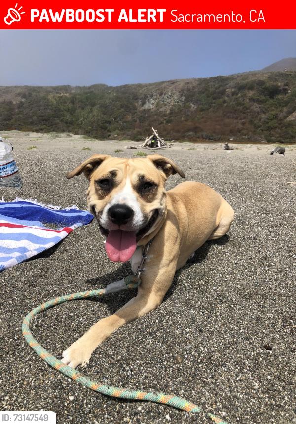 Lost Female Dog last seen Clay Street and Del Paso Blvd, Sacramento, CA 95838