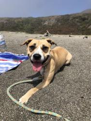 Lost Female Dog last seen Clay Street and Del Paso Blvd, Sacramento, CA 95838