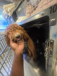 Reunited Male Dog last seen Nelson, New Orleans, LA 70118