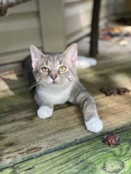 Lost Female Cat last seen High Too Mountain Rd, Buncombe County, NC 28748