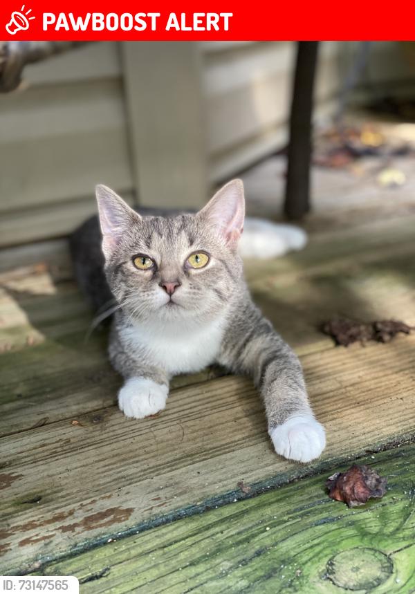 Lost Female Cat last seen High Too Mountain Rd, Buncombe County, NC 28748