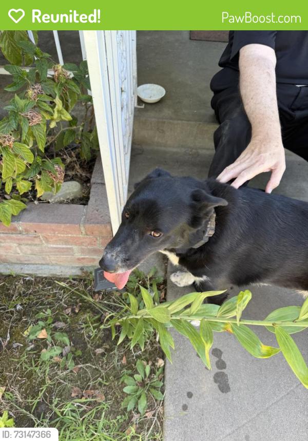Reunited Male Dog last seen Near E Richert Ave, Fresno, CA 93726, USA, Fresno, CA 93726