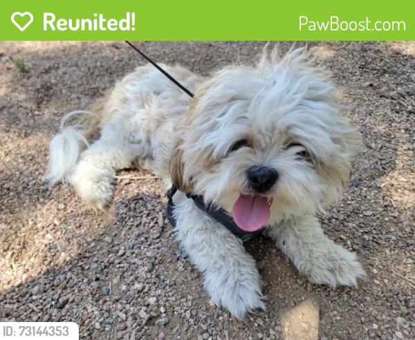 Reunited Male Dog last seen 12th st and Indian School rd, Albuquerque, NM 87107