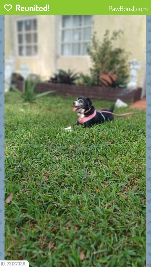 Reunited Female Dog last seen Meade st and 68 Ave. Sterling and Sheridan, Hollywood, FL 33024