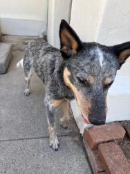 Found/Stray Male Dog last seen W Eleventh St and Buena Vista ave. In between UNR and fire station, Reno, NV 89503