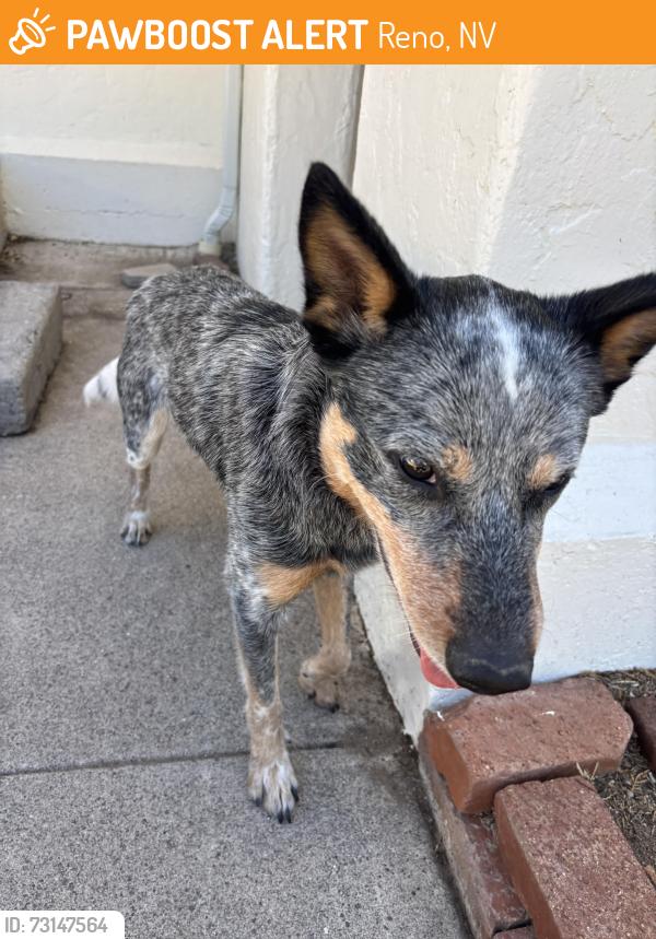 Found/Stray Male Dog last seen W Eleventh St and Buena Vista ave. In between UNR and fire station, Reno, NV 89503