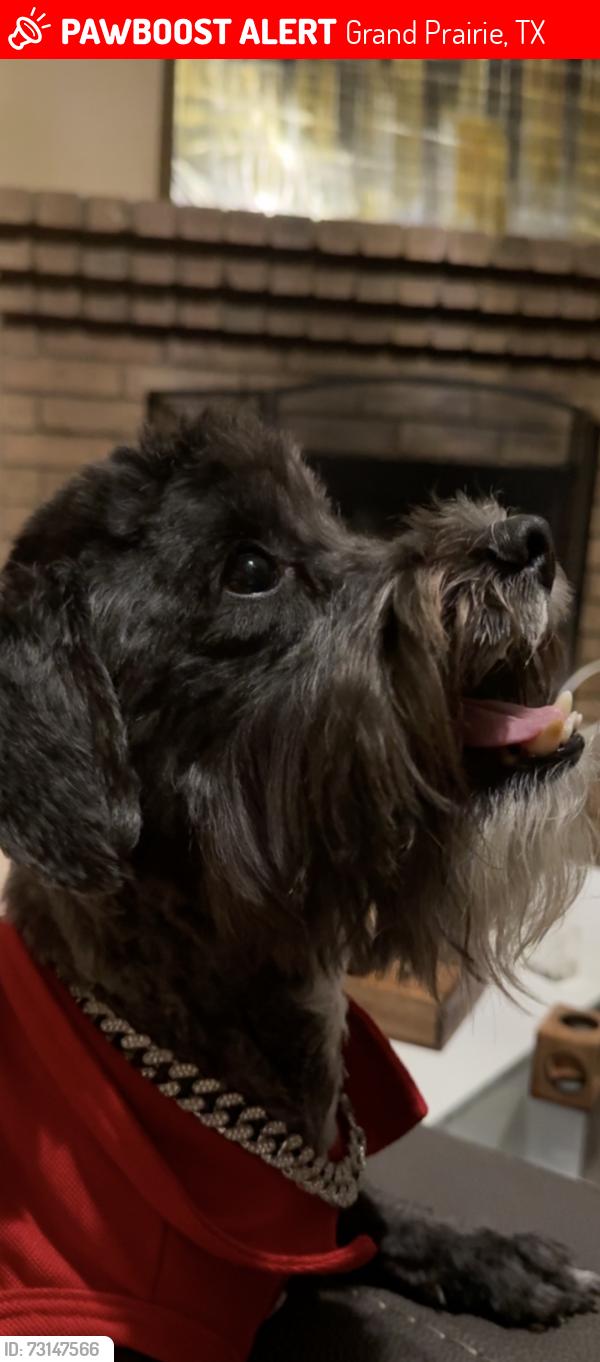 Lost Male Dog last seen Westcher and bardin, Grand Prairie, TX 75052