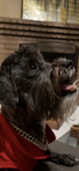 Lost Male Dog last seen Westcher and bardin, Grand Prairie, TX 75052
