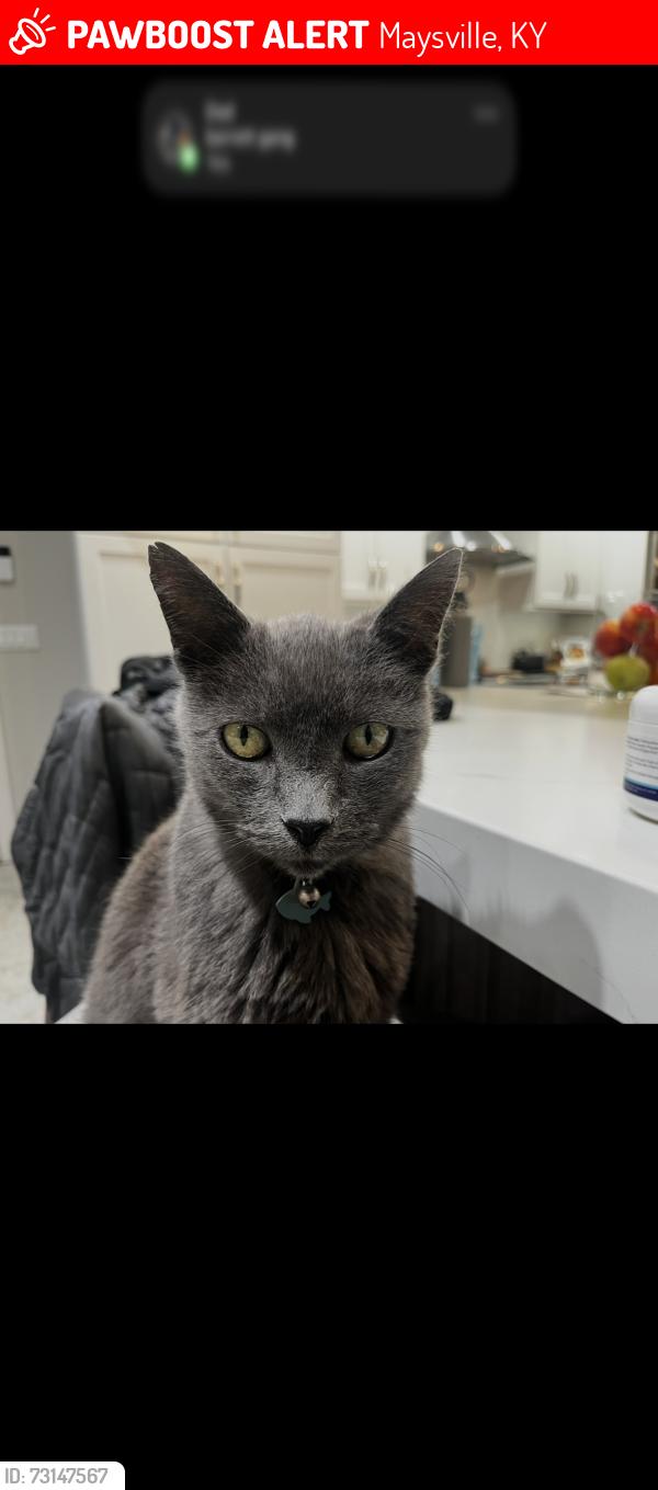 Lost Male Cat last seen Ridgewood Dr., Maysville, KY 41056