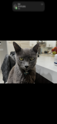 Lost Male Cat last seen Ridgewood Dr., Maysville, KY 41056
