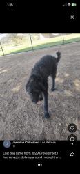 Lost Male Dog last seen Grove St, National City, CA 91950