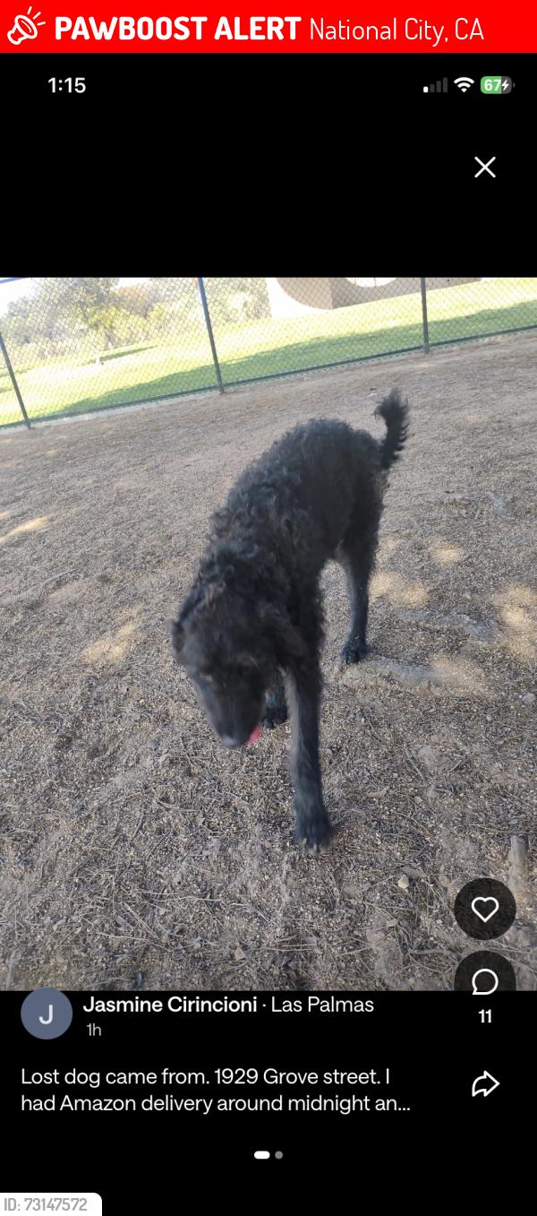 Lost Male Dog last seen Grove St, National City, CA 91950