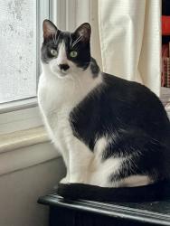 Reunited Male Cat last seen Railroad and 32nd St, Richland, MI, Richland, MI 49083