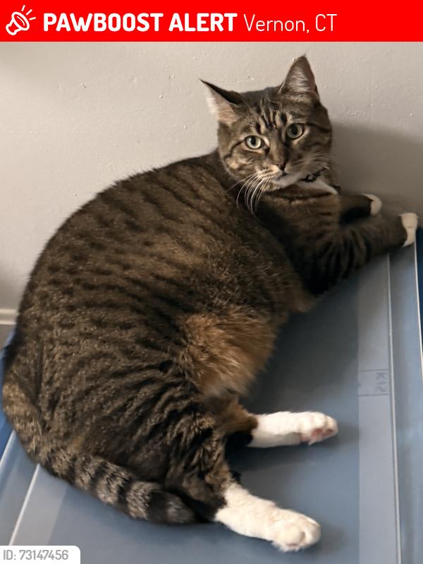 Lost Female Cat last seen Franklin Park West, Vernon, CT 06066