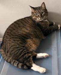 Lost Female Cat last seen Franklin Park West, Vernon, CT 06066