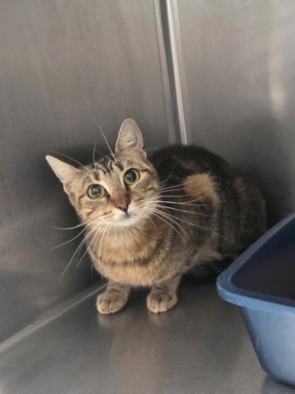 Shelter Stray Female Cat last seen Near san antonio way, Oakland, CA, 1101 29th Ave, Oakland, CA 94601, USA