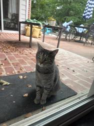 Lost Female Cat last seen 91st and Yale, Tulsa, OK 74137