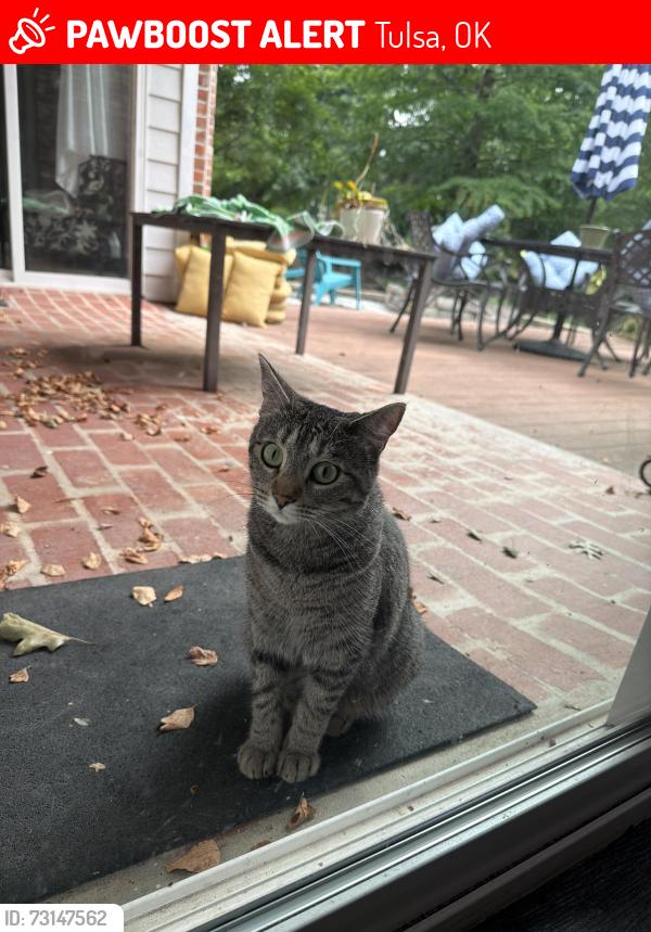Lost Female Cat last seen 91st and Yale, Tulsa, OK 74137