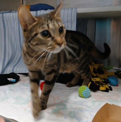 Shelter Stray Female Cat last seen Near Whistler Avenue, 21230, MD, 301 Stockholm St, Baltimore, MD 21230, USA