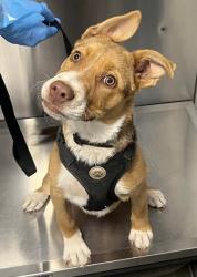 Shelter Stray Male Dog last seen W Olive Ave & N Cornelia Ave, Fresno Zone Fresno CO 2 93722, CA, 1510 W Dan Ronquillo Dr, Fresno, CA 93706, USA