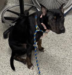 Shelter Stray Female Dog last seen Near The Paseo, 64132, MO, 7077 Elmwood Ave, Kansas City, MO 64132, USA