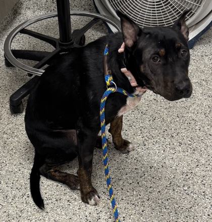 Shelter Stray Female Dog last seen Near The Paseo, 64132, MO, 7077 Elmwood Ave, Kansas City, MO 64132, USA