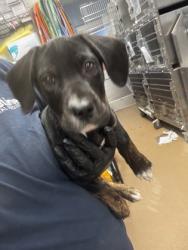Shelter Stray Female Dog last seen Near E Ponce de Leon Ave, Decatur, GA 30030, 30030, WA, 3280 Chamblee Dunwoody Rd, Chamblee, GA 30341, USA