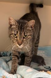Shelter Stray Female Cat last seen Near Langston Trace Stone Mountain, 30083, 30083, GA, 3280 Chamblee Dunwoody Rd, Chamblee, GA 30341, USA