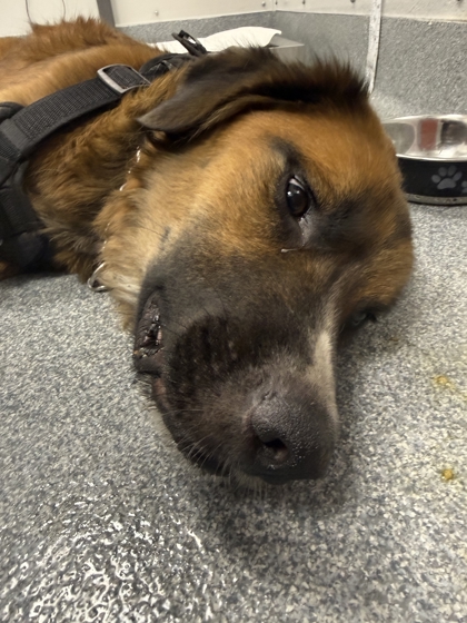 Shelter Stray Male Dog last seen Near Murphy Denson Rd, Sevier County ACO, TN, 1008 Old Knoxville Hwy, Sevierville, TN 37862, USA