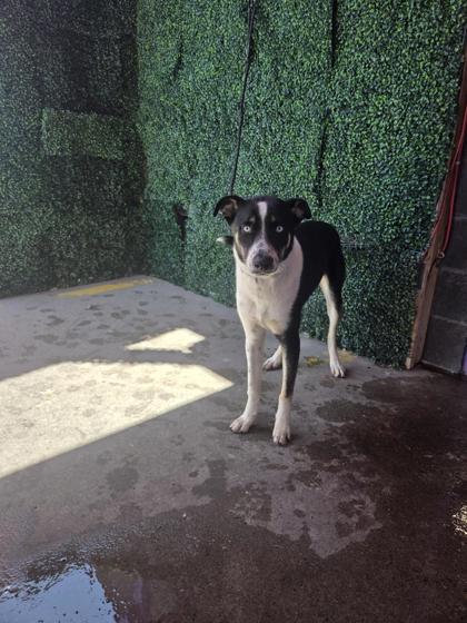 Shelter Stray Male Dog last seen Near N Copia St, CITY of El Paso, TX, 5001 Fred Wilson Ave, El Paso, TX 79906, USA
