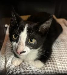Shelter Stray Male Cat last seen Near Briarwood Blvd, East Point, GA, 1251 Fulton Industrial Blvd NW, Atlanta, GA 30336, USA